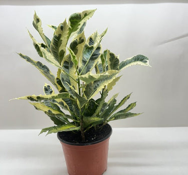 Croton 'Tamara'