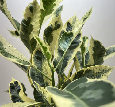 Croton 'Tamara'