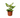 Dieffenbachia 'Amy'