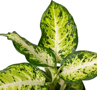 Dieffenbachia 'Amy'