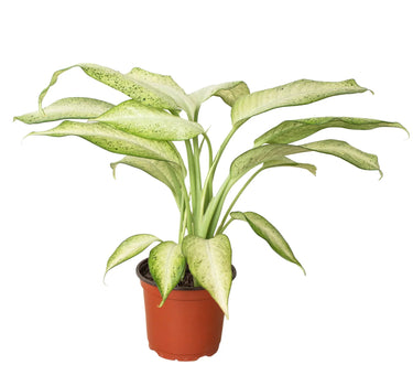 Dieffenbachia 'Camouflage'