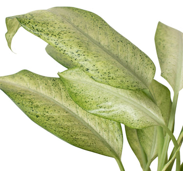Dieffenbachia 'Camouflage'