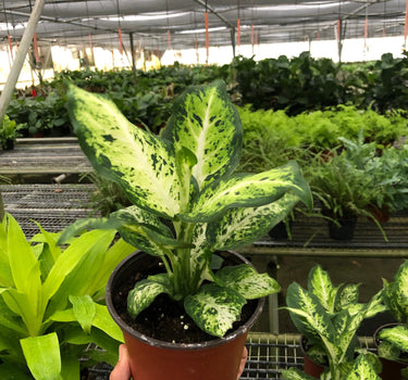 Dieffenbachia 'Amy'