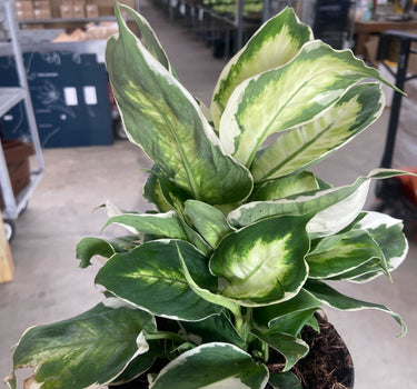 Dieffenbachia 'Cool Beauty'