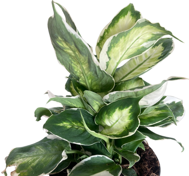 Dieffenbachia 'Cool Beauty'