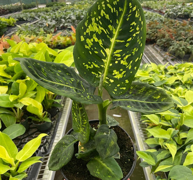 Dieffenbachia 'Reflector'