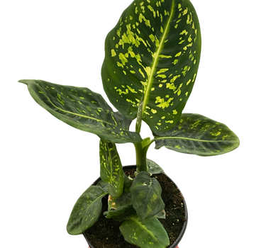 Dieffenbachia 'Reflector'