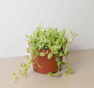 Succulent Dischidia Cascade