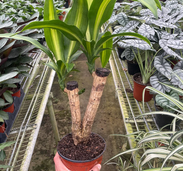 Dracaena Massangeana