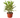 Dracaena 'Song of India' - 6" Pot - NURSERY POT ONLY
