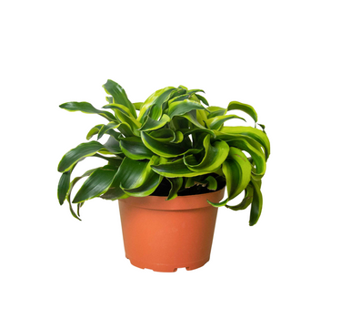Dracaena 'Tornado'