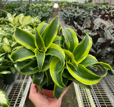 Dracaena 'Tornado'