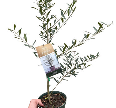 Common Olive Tree (Olea europaea)