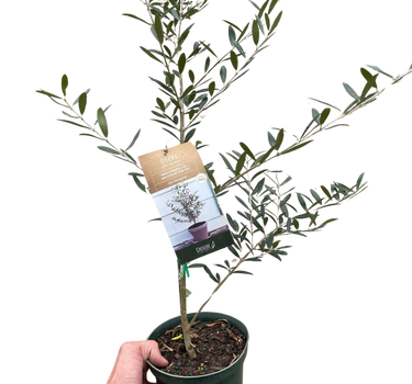 Common Olive Tree (Olea europaea)