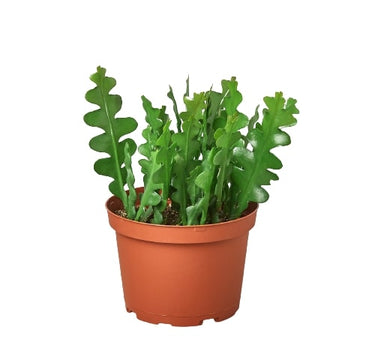 Epiphyllum 'Ric Rac' Cactus