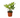Fatsia 'Spider's Web'