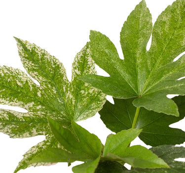 Fatsia 'Spider's Web'