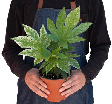 Fatsia 'Spider's Web'