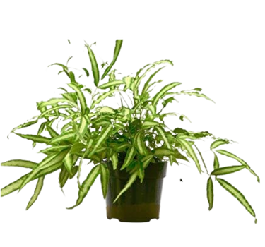 Pteris Cretica 'Albo Fern' - 6" Pot - NURSERY POT ONLY