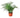Fern Asparagus 'Plumosa'