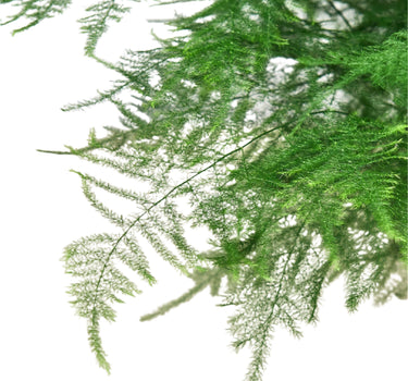 Fern Asparagus 'Plumosa'