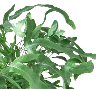 Fern 'Blue Star'