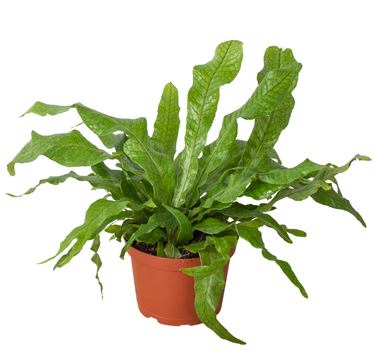 Fern 'Crocodile'