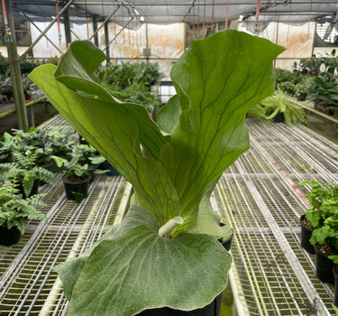 Fern 'Elephant'