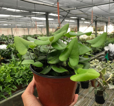 Fern 'Heart'