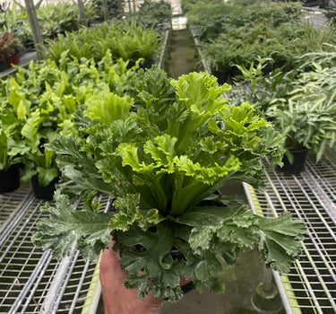 Bird's Nest 'Leslie' Fern