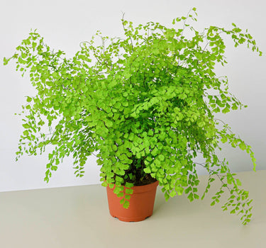 Maidenhair Fern
