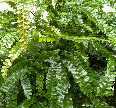 Fern Rosy Maidenhair