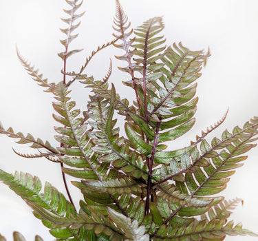Fern 'Tricolor Pteris'