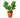 Ficus 'Audrey'