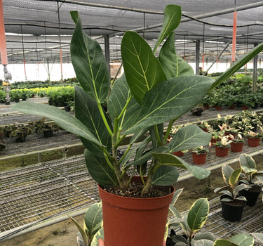 Ficus 'Audrey'