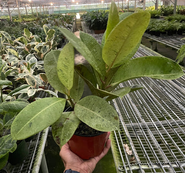 Ficus 'shivereana' (Moonshine)