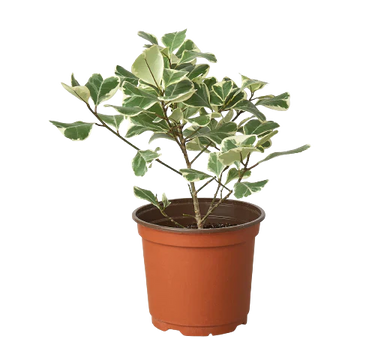 Ficus Elastica 'Triangularis' Variegated