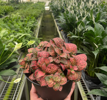 Fittonia 'Red'