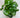 Farfugium Firefly