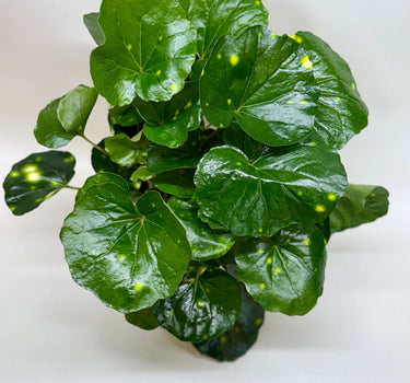 Farfugium Firefly