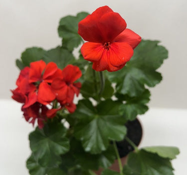 Geranium Red