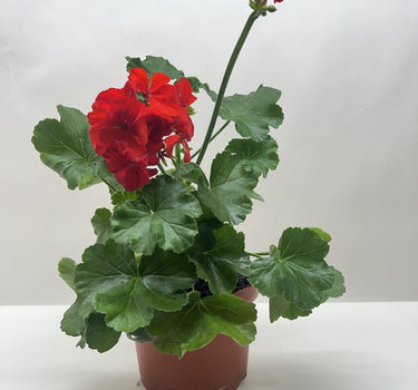 Geranium Red
