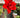 Hippeastrum Amaryllis Red