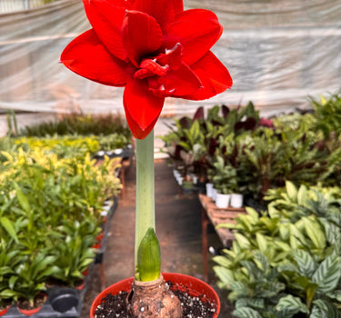 Hippeastrum Amaryllis Red
