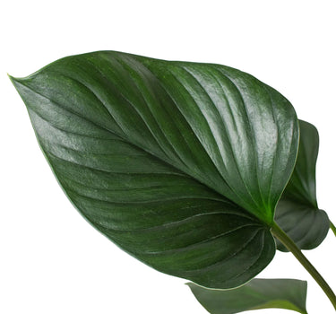 Homalomena 'Emerald Gem'