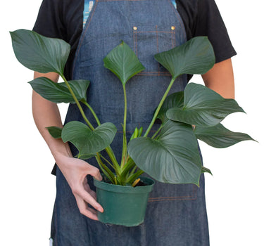 Homalomena 'Emerald Gem'