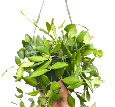 Hoya 'Burtoniae'