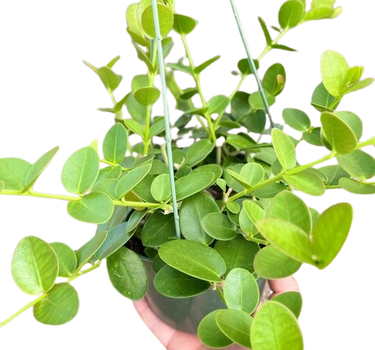 Hoya Cumingiana