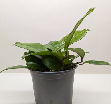 Hoya Fungii