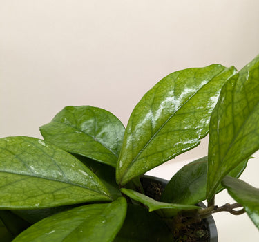 Hoya Fungii